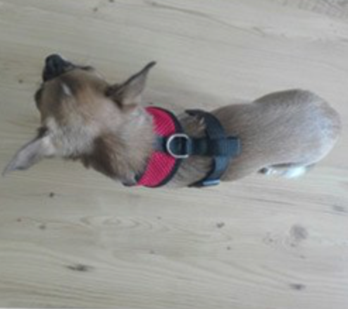 Collar Harness for Small Dogs
